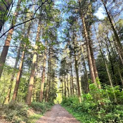 Hallerbos (Blue Forest) - Overijse