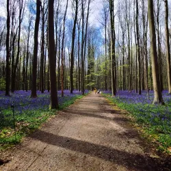 Hallerbos (Blue Forest) - Overijse