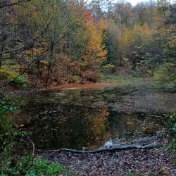 Hallerbos (Blue Forest) - Overijse