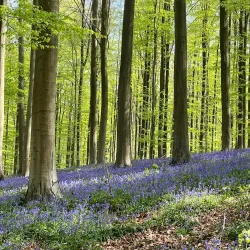 Hallerbos (Blue Forest) - Overijse
