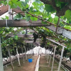 Overijse Grape Festival (Druivenfeesten) - Overijse