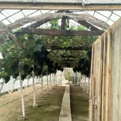 Overijse Grape Festival (Druivenfeesten) - Overijse