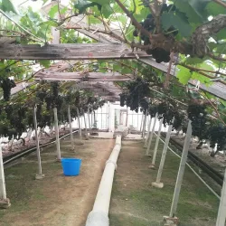 Overijse Grape Festival (Druivenfeesten) - Overijse