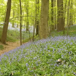 Sonian Forest (Forêt de Soignes) - Overijse