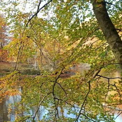 Sonian Forest (Forêt de Soignes) - Overijse
