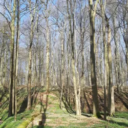 Sonian Forest (Forêt de Soignes) - Overijse