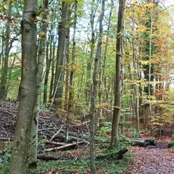 Sonian Forest (Forêt de Soignes) - Overijse