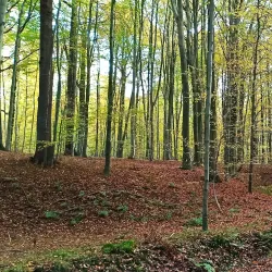 Sonian Forest (Forêt de Soignes) - Overijse