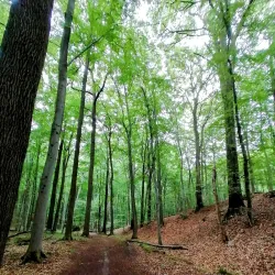 Sonian Forest (Forêt de Soignes) - Overijse
