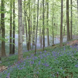 Sonian Forest (Forêt de Soignes) - Overijse