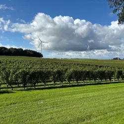 Vineyards and Wine Tasting Tours - Overijse