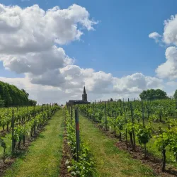 Vineyards and Wine Tasting Tours - Overijse