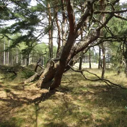 Lommel Sahara - Overpelt