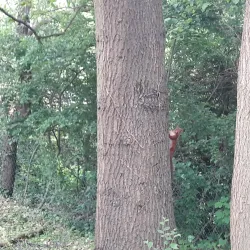 Forêt de Soignes - Rixensart