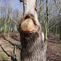 Provinciaal Domein De Palingbeek - Roeselare