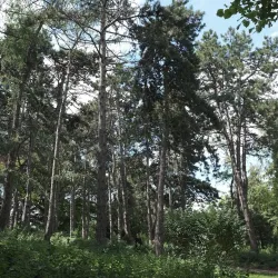 Parc de Forest - La Pêcherie - Saint-Gilles (Sint-Gillis)
