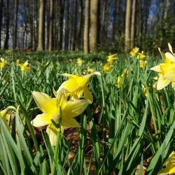 Provinciaal Groendomein van Huizingen - Sint-Pieters-Leeuw
