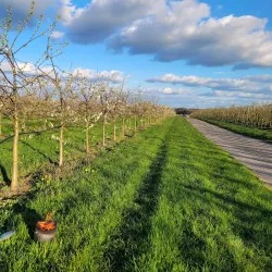 Fruit Festival (Annual Event) - Sint-Truiden