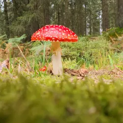 Nature Reserve Hautes Fagnes-Eifel - Spa