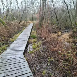 De Liereman Nature Reserve - Tessenderlo