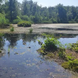 De Liereman Nature Reserve - Tessenderlo