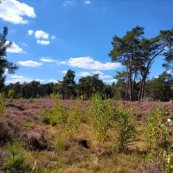 De Liereman Nature Reserve - Tessenderlo