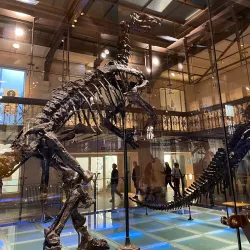 Museum of Natural Sciences (Royal Belgian Institute of Natural Sciences) - Watermael-Boitsfort