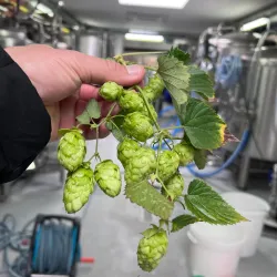 Local Brewery Tours - Wemmel