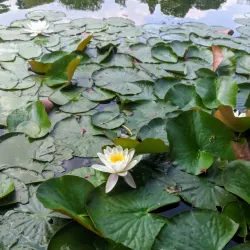 Parc de la Woluwe - Woluwe Saint Lambert