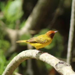Bacalar Chico National Park and Marine Reserve - Ambergris Caye