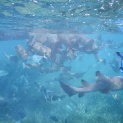Bird Island - Ambergris Caye