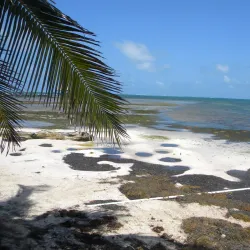 Bird Island - Ambergris Caye