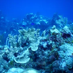Bird Island - Ambergris Caye