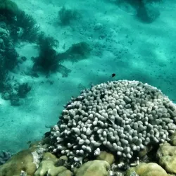 Bird Island - Ambergris Caye