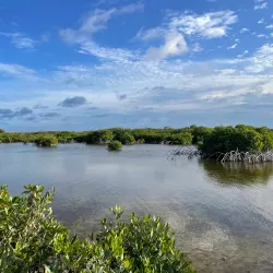 Bird Island - Ambergris Caye