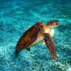 Hol Chan Marine Reserve - Ambergris Caye