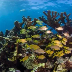 Hol Chan Marine Reserve - Ambergris Caye