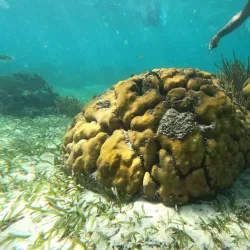 Hol Chan Marine Reserve - Ambergris Caye