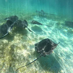 Mexico Rocks - Ambergris Caye