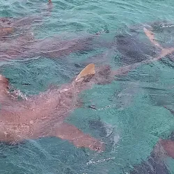 Mexico Rocks - Ambergris Caye