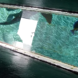 Mexico Rocks - Ambergris Caye