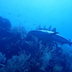 The Great Blue Hole - Ambergris Caye