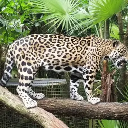 Belize Zoo (nearby) - Belize City