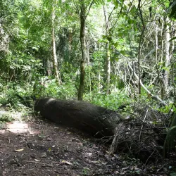 Guanacaste National Park - Belmopan