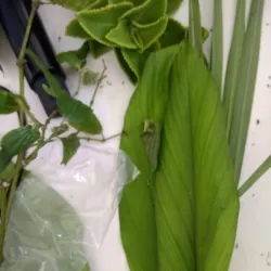 National Agriculture and Trade Show Grounds - Belmopan