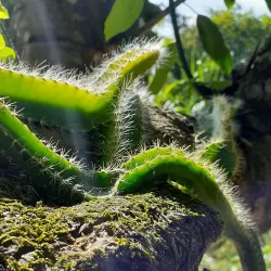 Mopan River - Benque Viejo