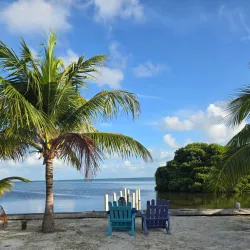 Bird Watching at the Mangroves - Caye Caulker