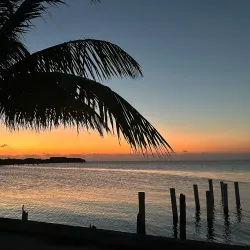 Bird Watching at the Mangroves - Caye Caulker