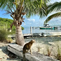 Bird Watching at the Mangroves - Caye Caulker