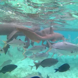 Hol Chan Marine Reserve - Caye Caulker